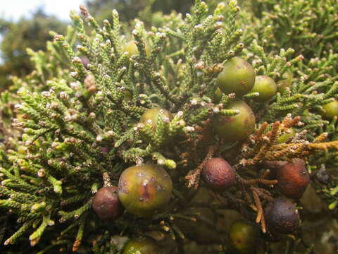 Juniperus phoenicea subsp. phoenicea的圖片