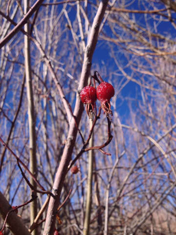 صورة Rosa woodsii Lindl.