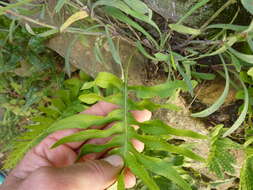 Polypodium cambricum L.的圖片