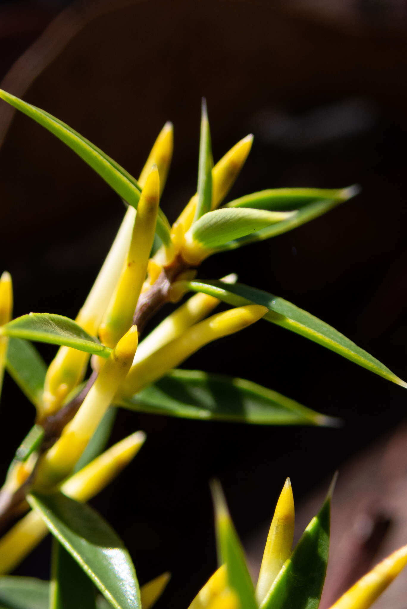 Image of Styphelia tenuiflora Benth.