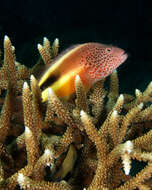 Image of Acropora grandis (Brook 1892)