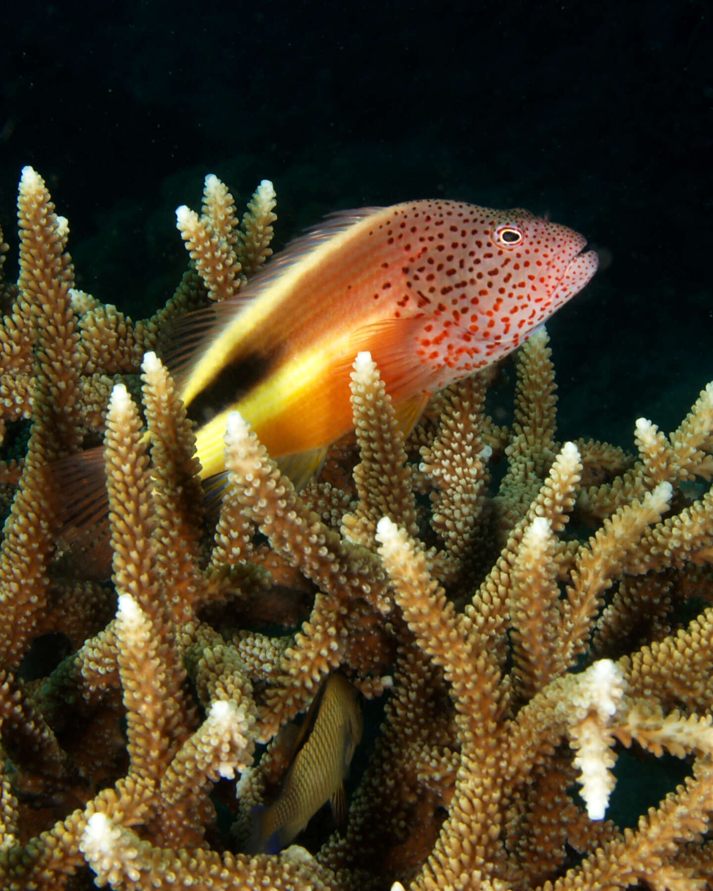 Imagem de Acropora grandis (Brook 1892)