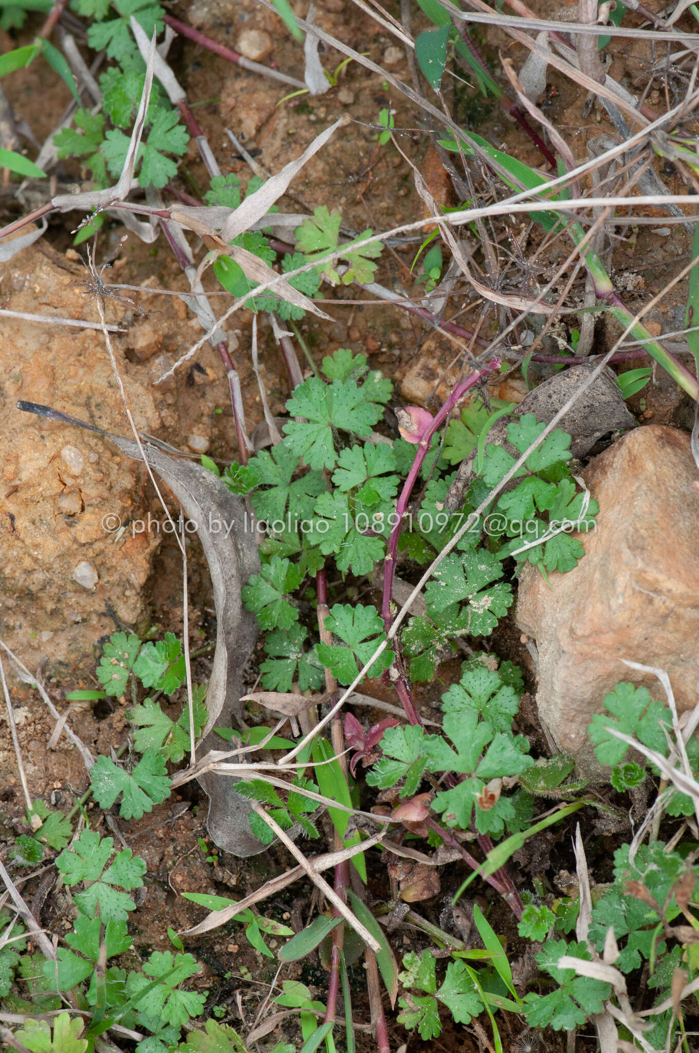 Imagem de Hydrocotyle batrachium Hance