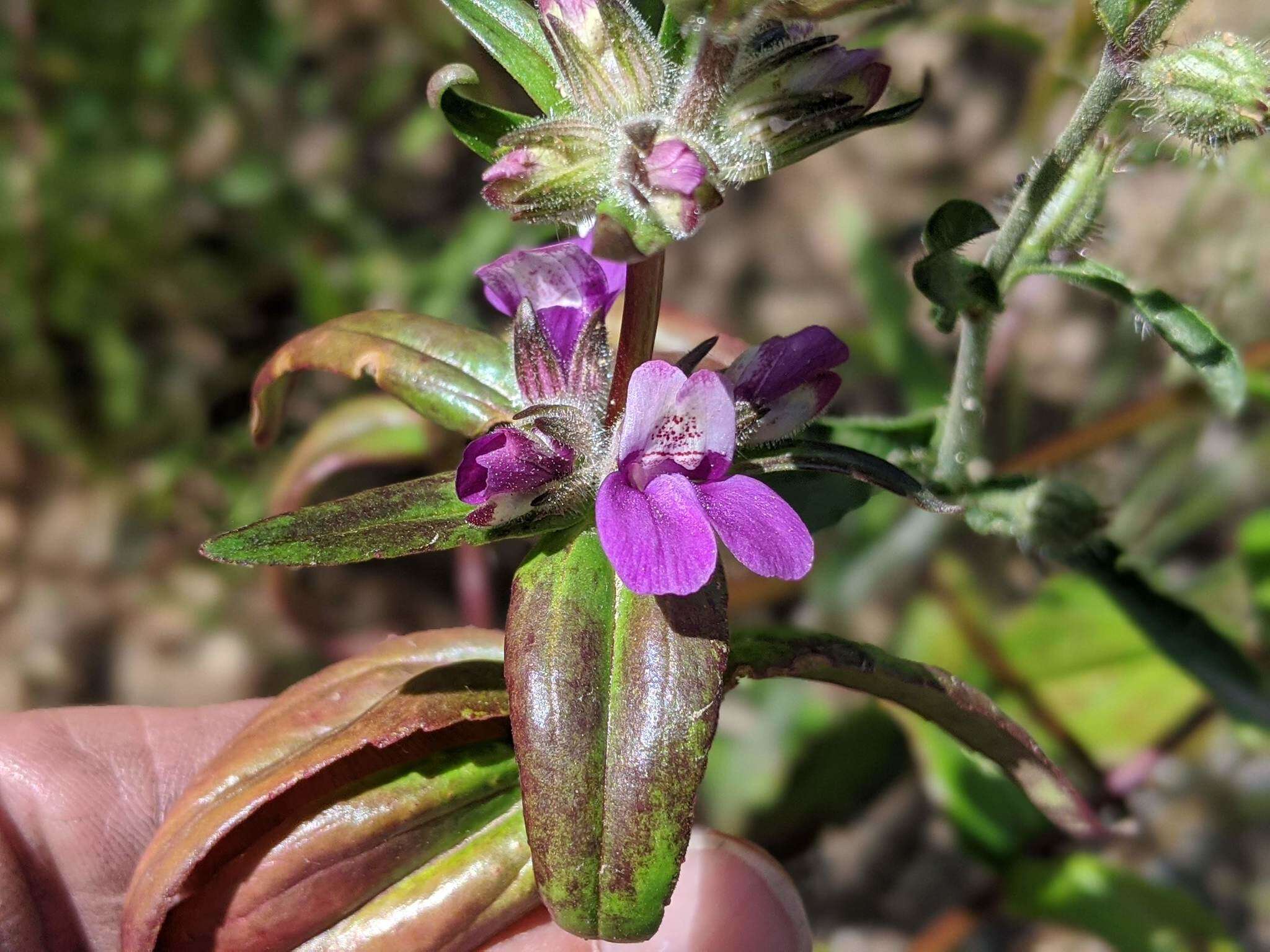 صورة Collinsia heterophylla var. austromontana (Newsom) Munz