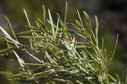 Image of Grevillea viridiflava R. O. Makinson