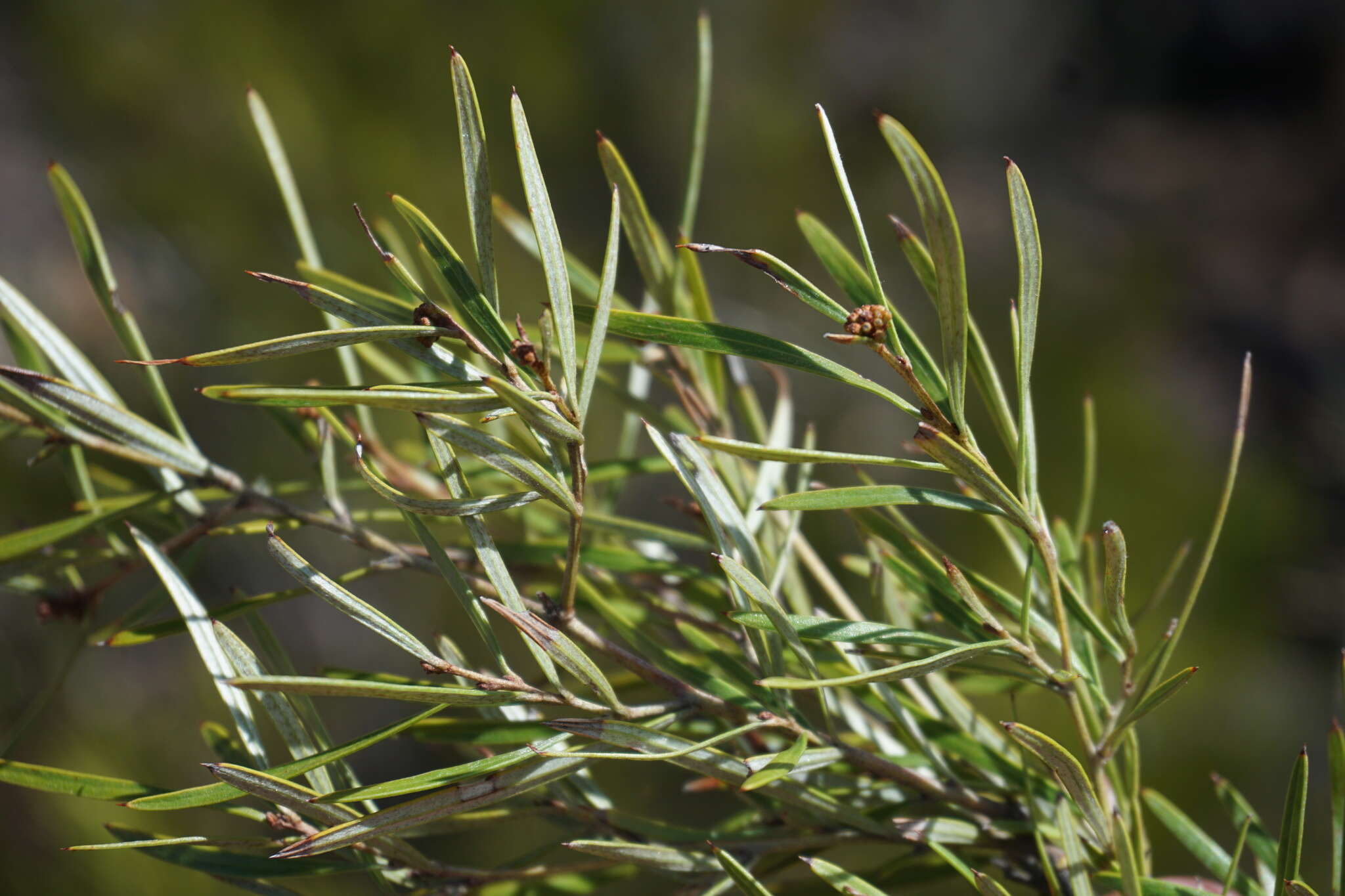 Image of Grevillea viridiflava R. O. Makinson