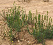 Image of Artemisia monosperma Del.