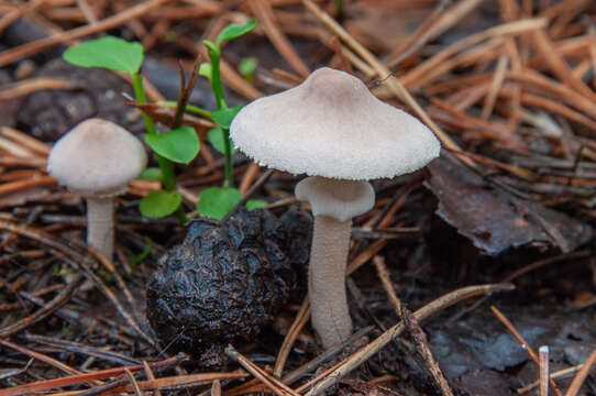 Image of Cystoderma carcharias (Pers.) Fayod 1889