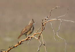 Image of Crested Hornero