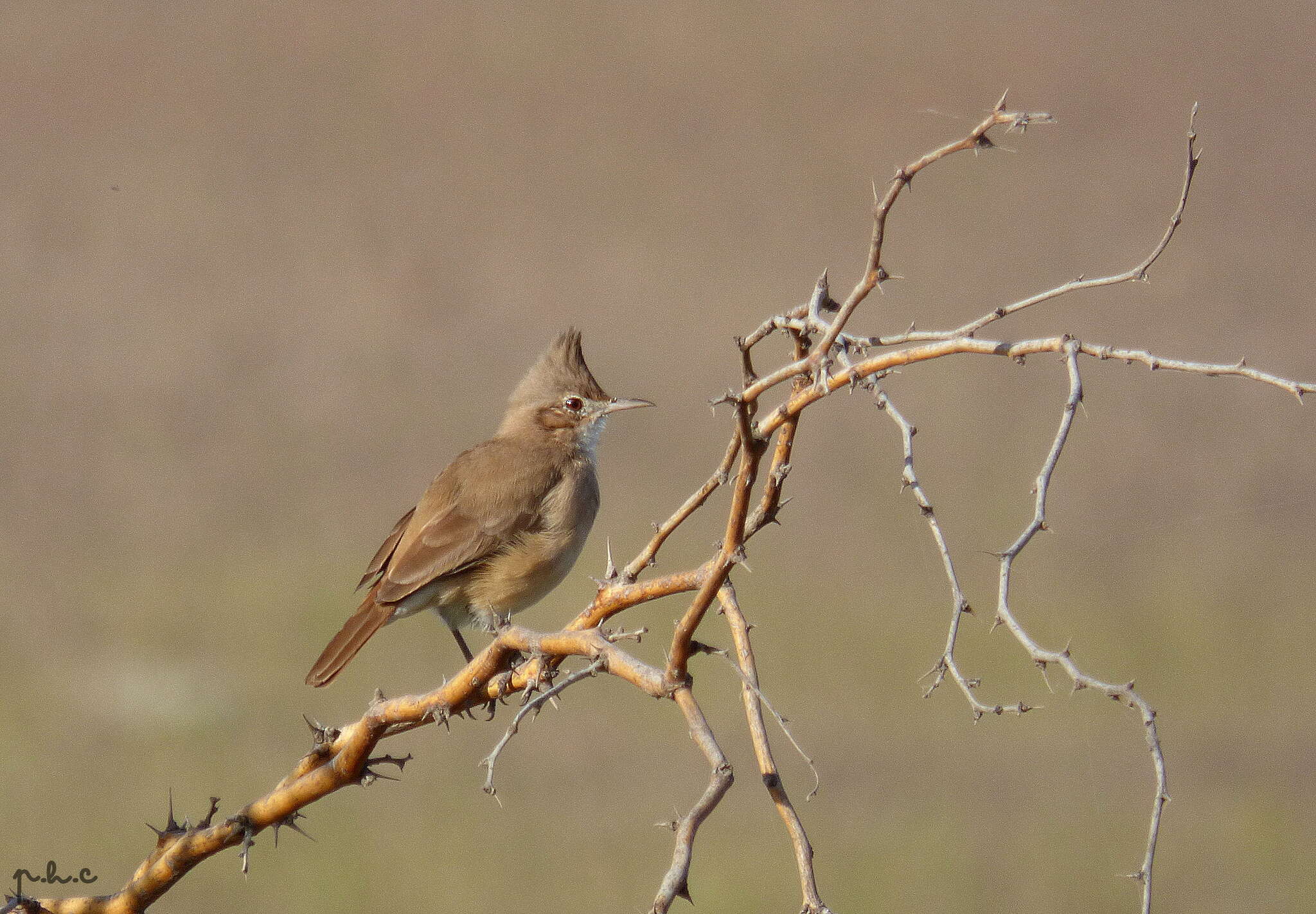 Image of Crested Hornero