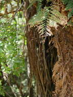 Image of Tree Fern Gully