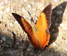 Imagem de Charaxes aristogiton Felder & Felder 1866