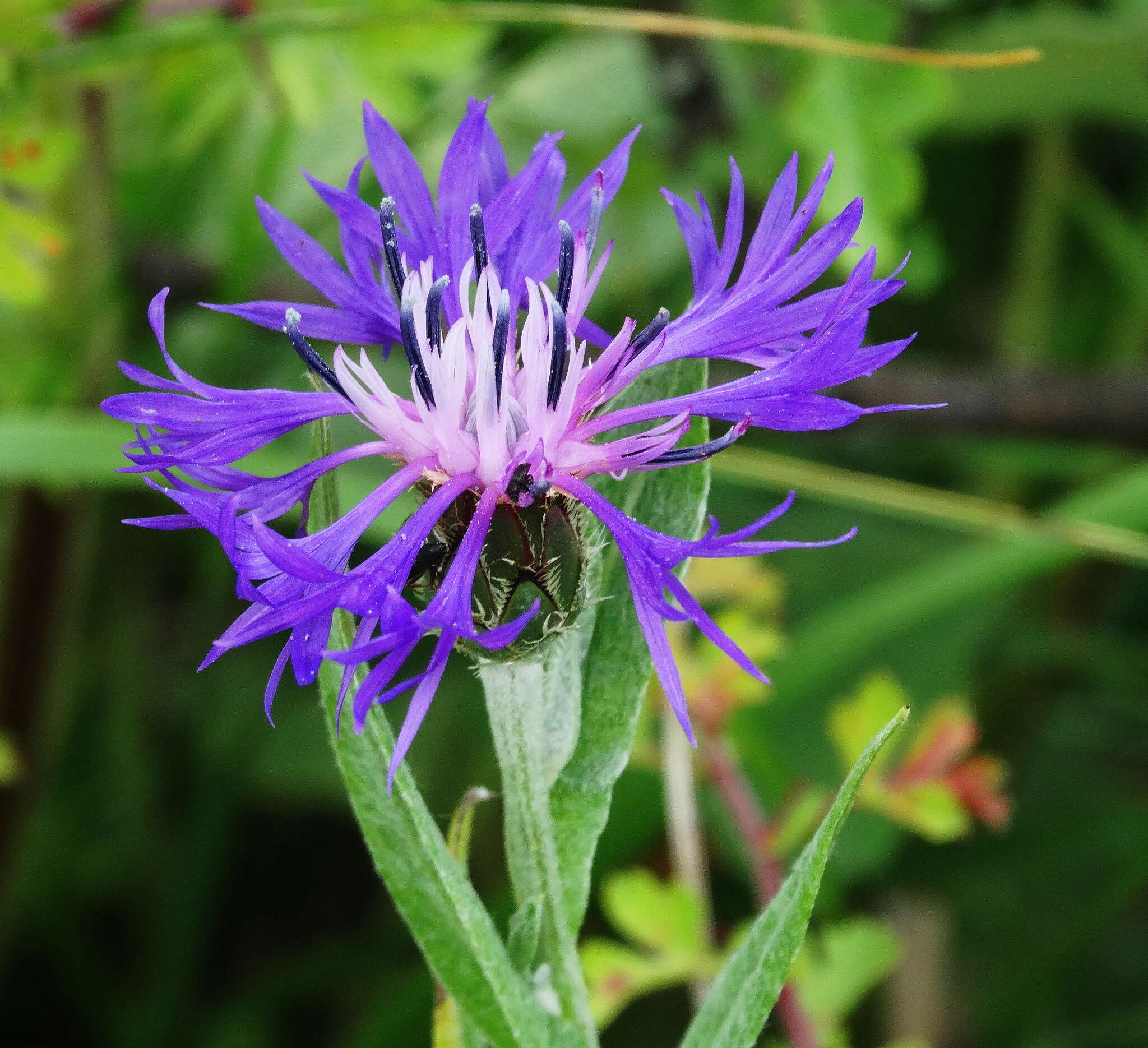 Image de Centaurea napulifera subsp. tuberosa (Vis.) Dostál