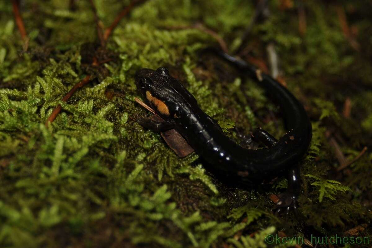 Image of Imitator Salamander