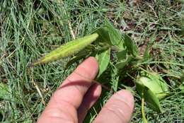 Image de Schizoglossum flavum Schltr.