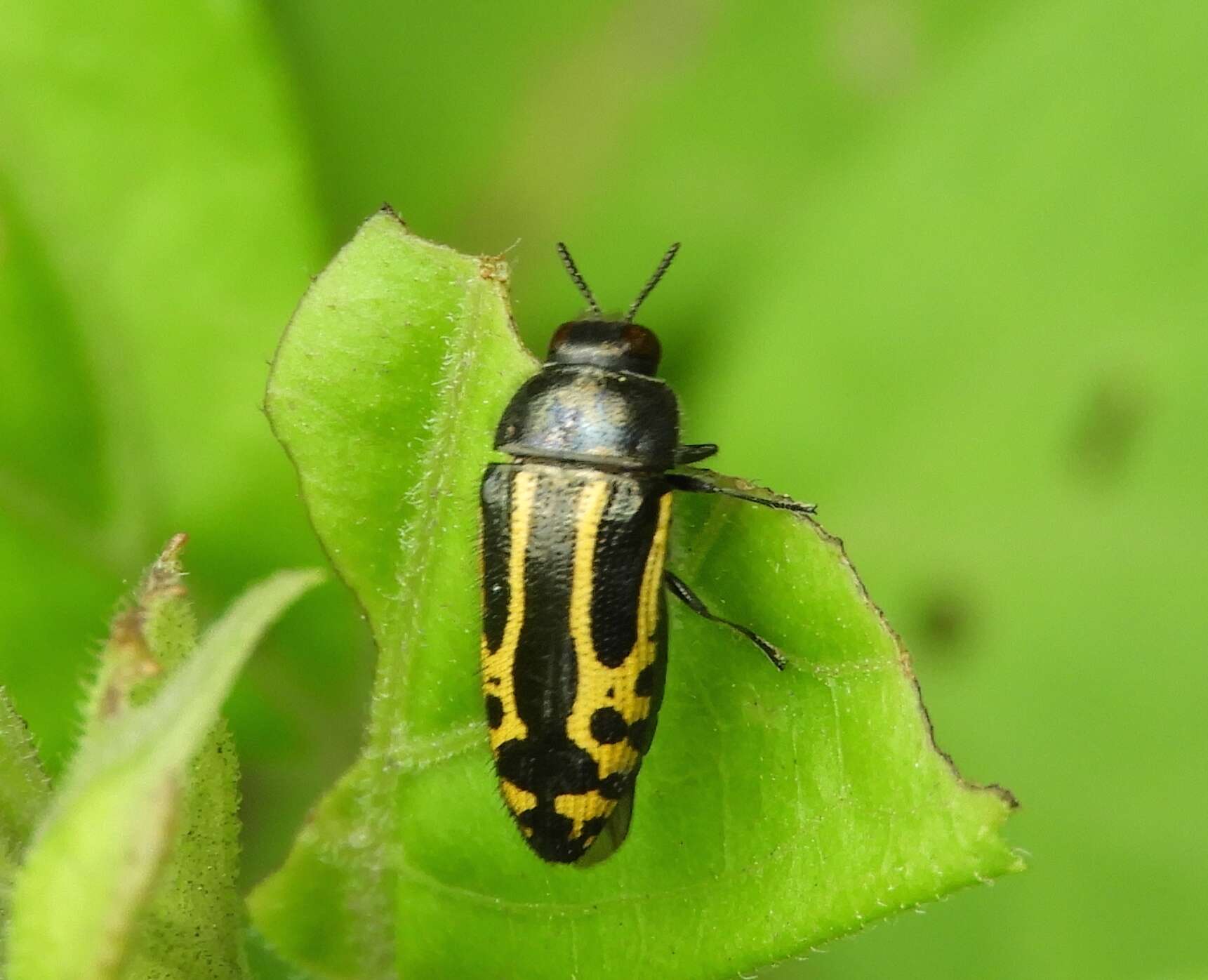 Image of Acmaeodera scalaris Mannerheim 1837