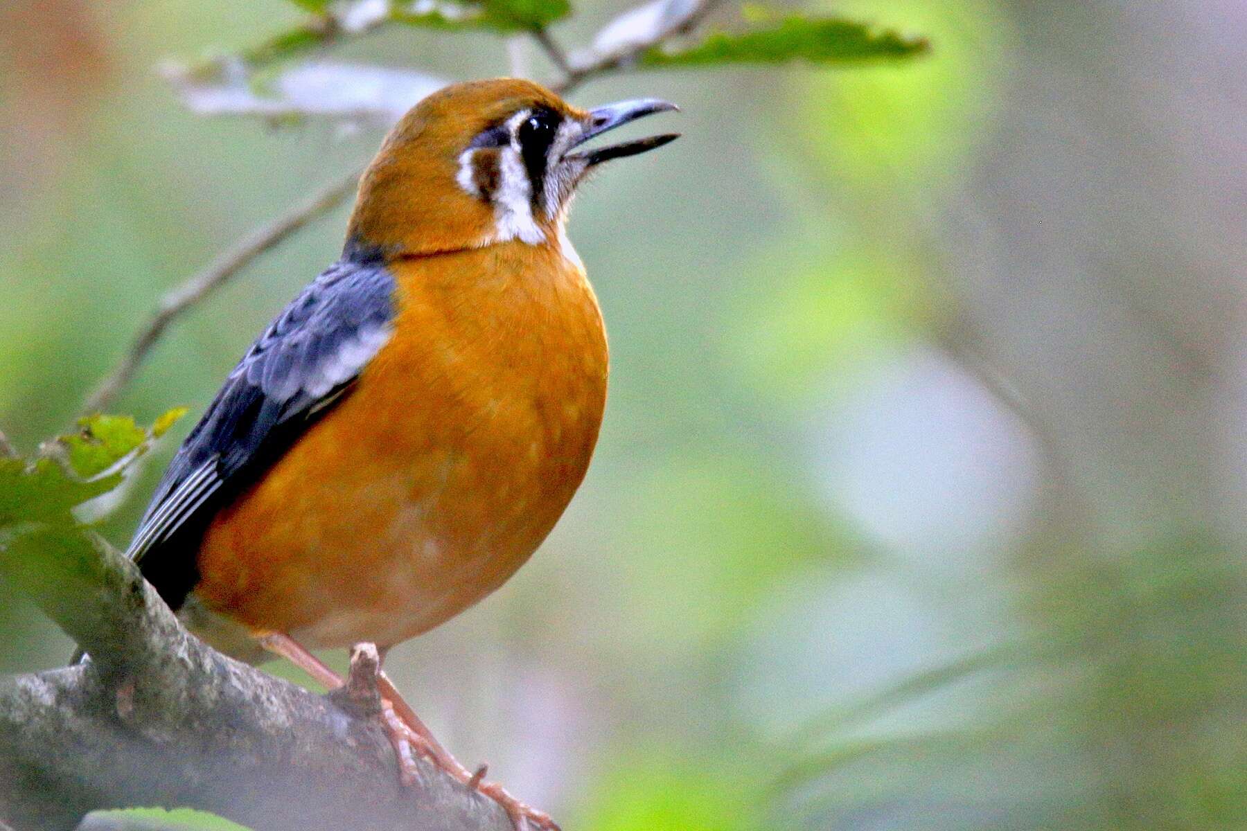 Image de Grive à tête orange