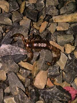 Image of Bothriurus rochai Mello-Leitão 1932