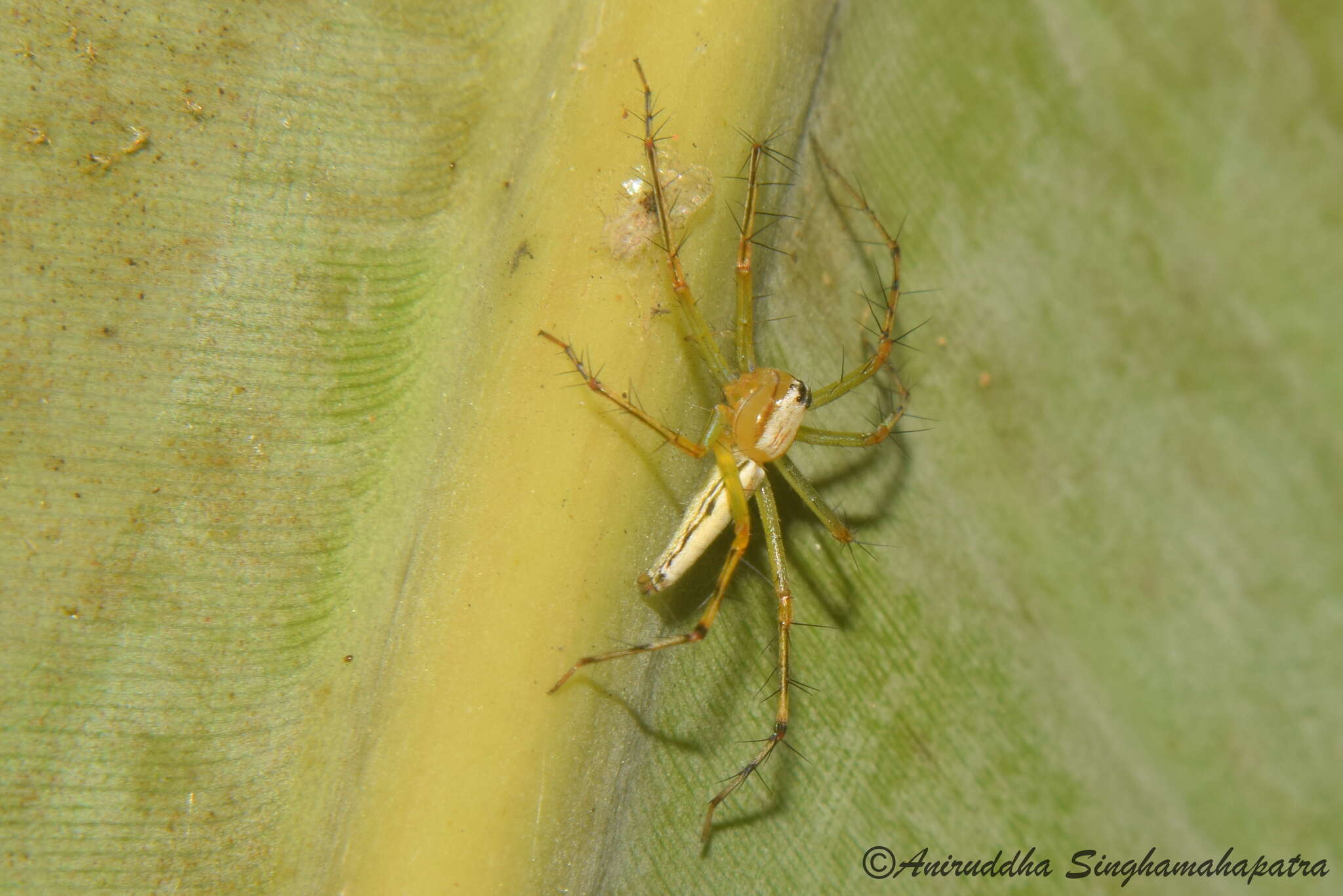 Image of Oxyopes shweta Tikader 1970