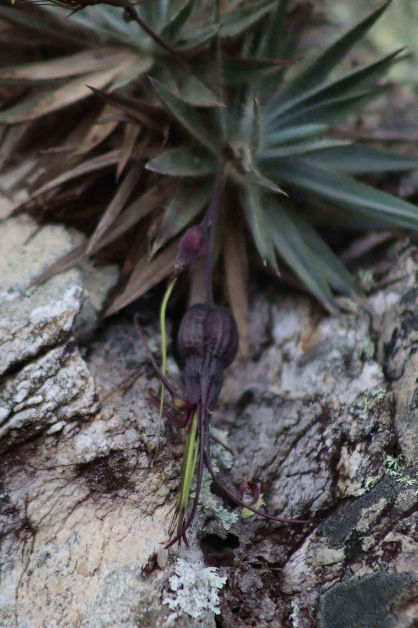 Image of Barbacenia pungens (N. L. Menezes & Semir) Mello-Silva