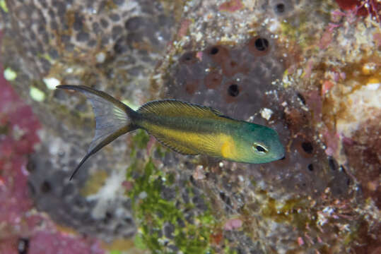 Image of Bundoon blenny