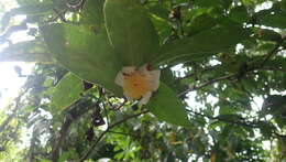 Image of Camellia furfuracea (Merr.) Cohen-Stuart