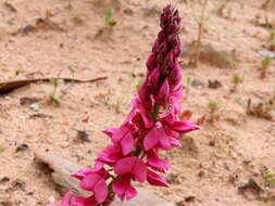 Image of Indigofera amoena Aiton