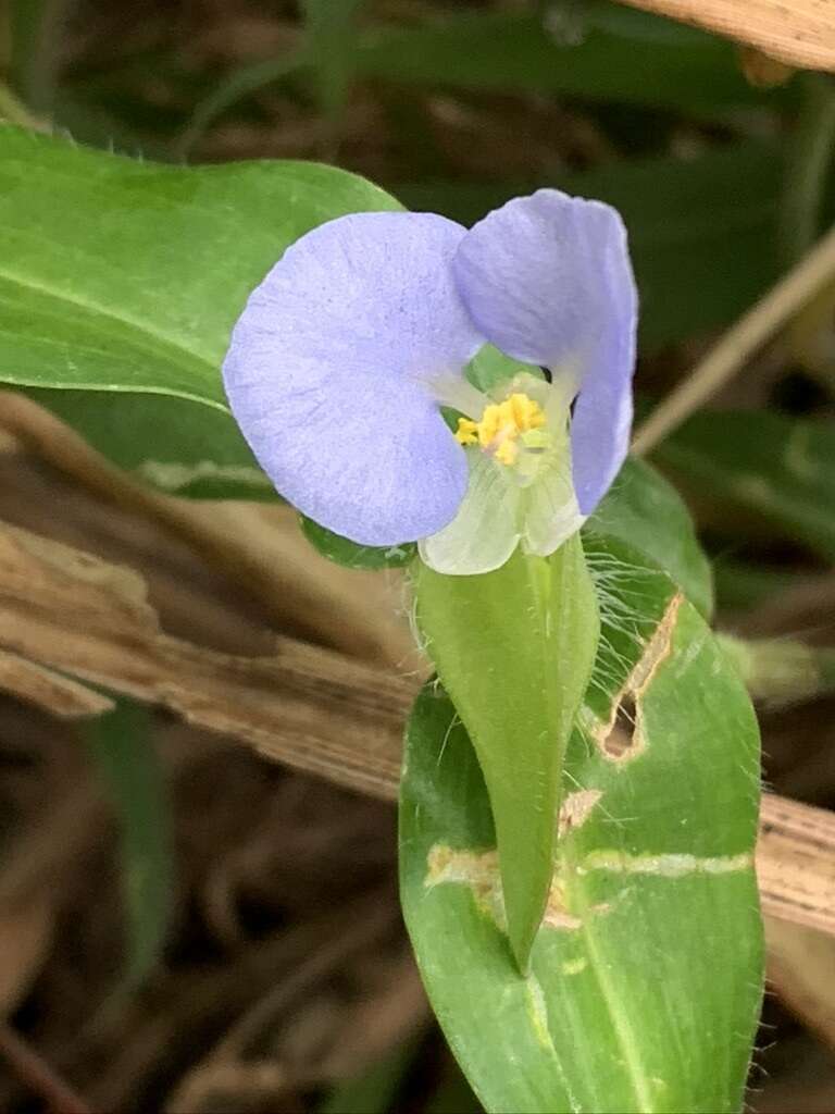 Image of Commelina auriculata Blume