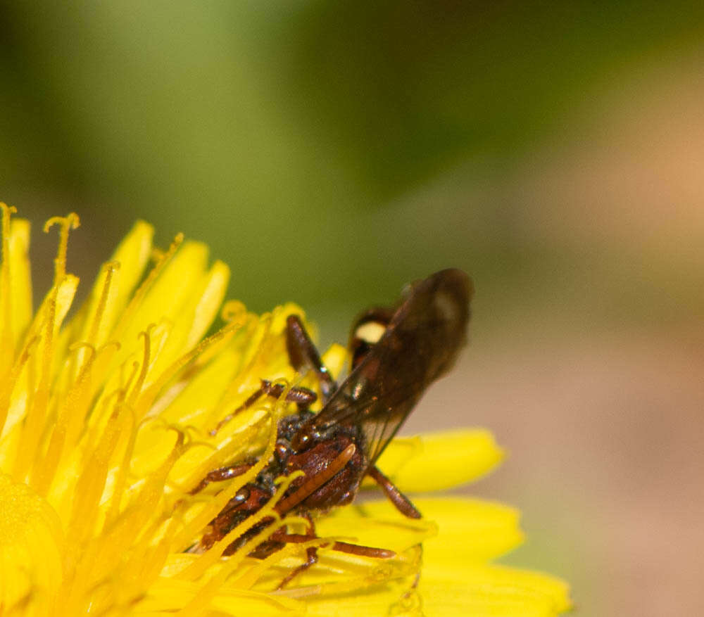 Image of Nomada gracilis Cresson 1863