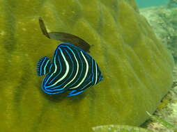 Image of Half-circled Angelfish