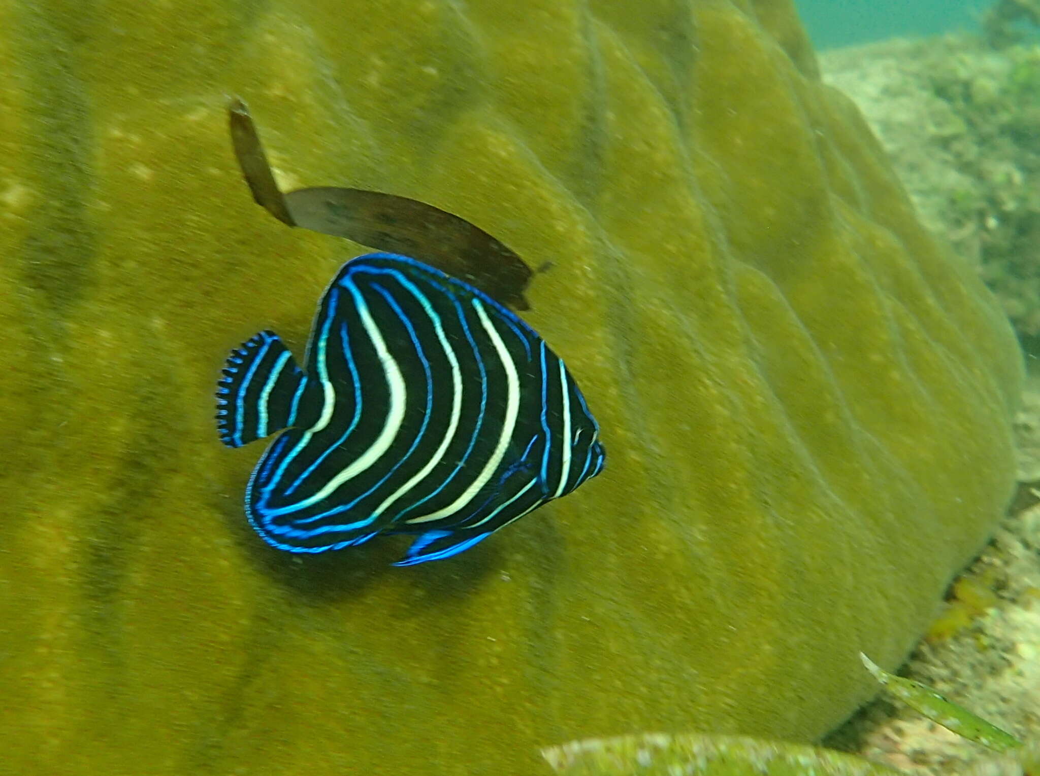 صورة Pomacanthus semicirculatus (Cuvier 1831)