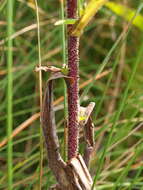 Image de Symphyotrichum puniceum (L.) A. Löve & D. Löve