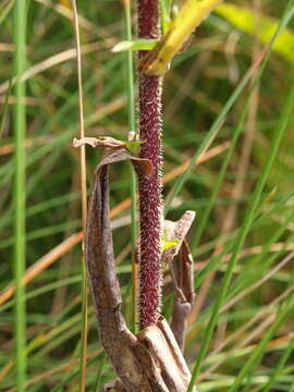 Image of purplestem aster