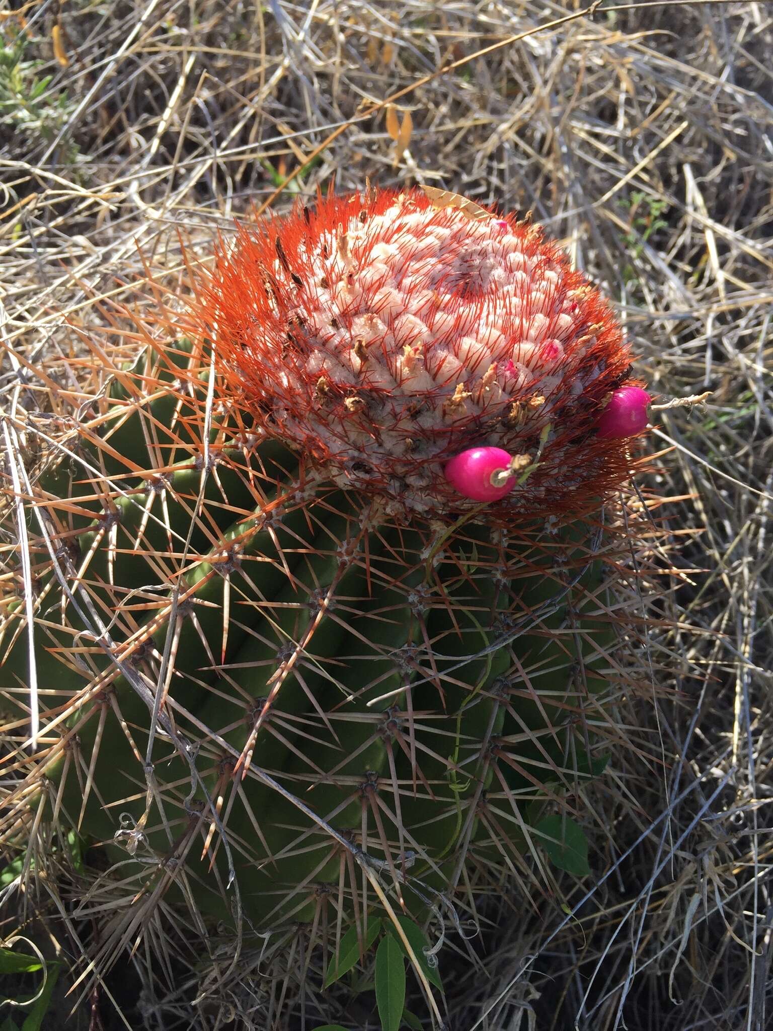 Image of Barrel Cactus