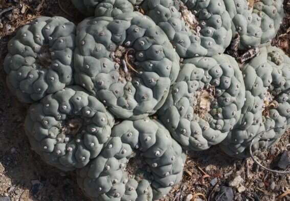 Image of Lophophora fricii Haberm.