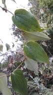 Smilax tomentosa Kunth resmi