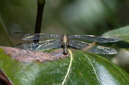 Image of Olive Clubtail