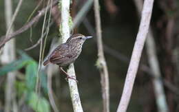 Image of Eyebrowed Wren Babbler