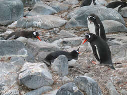 Image of Gentoo Penguin