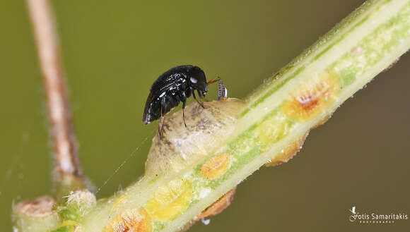 Image of Parasitoid wasp