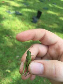 Image of Short-winged Green Grasshopper