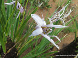 Image of Black-stick lily