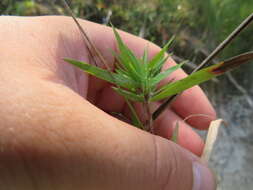 Image of Lindheimer panicgrass