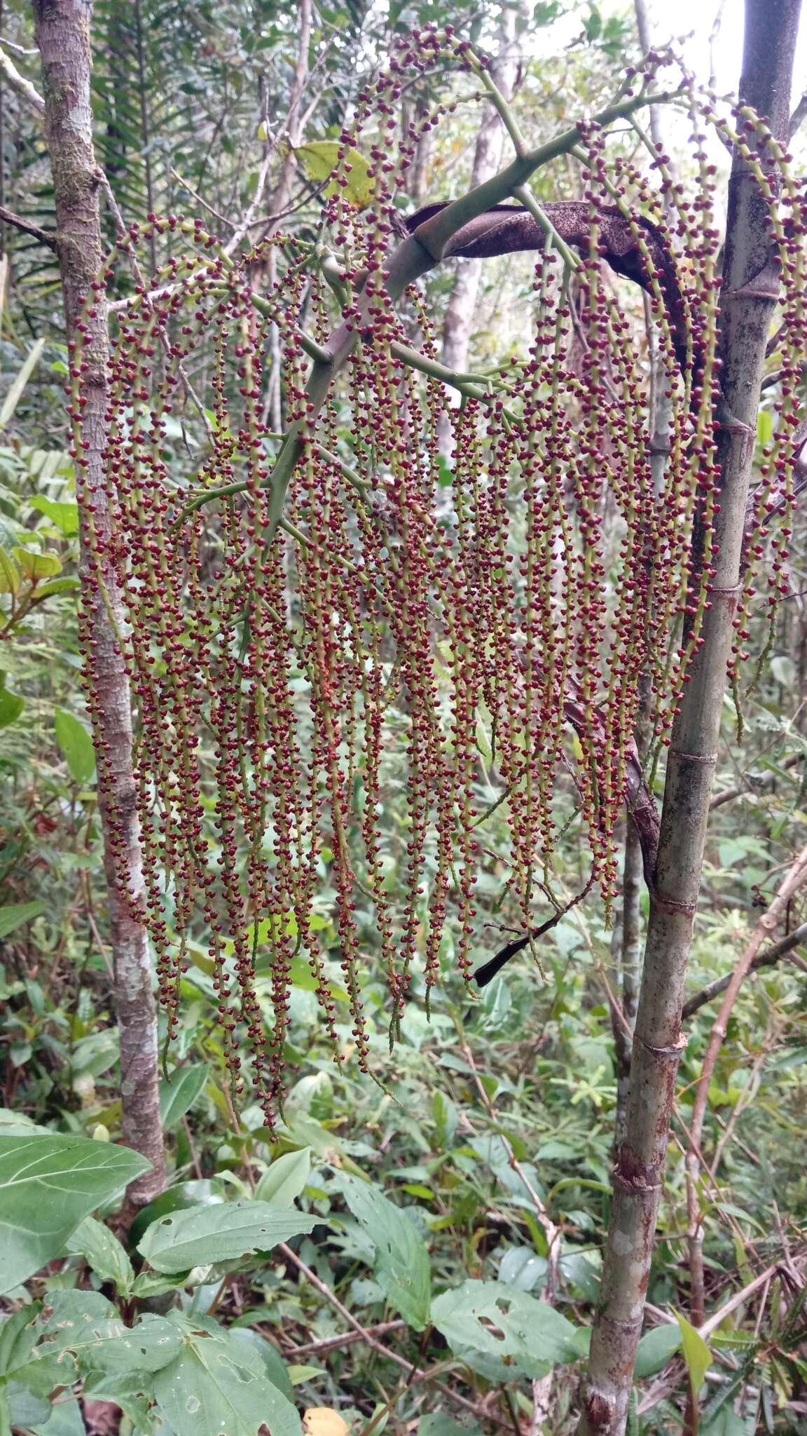 Image of Dypsis nodifera Mart.