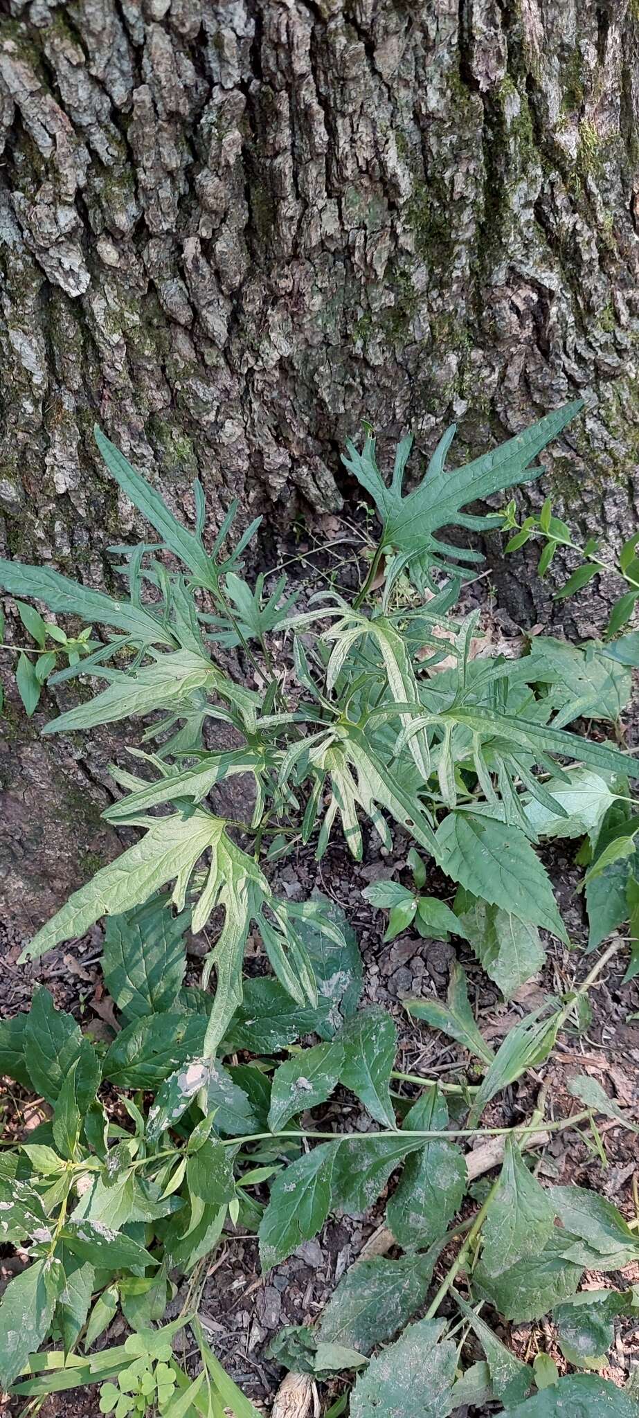 Слика од Viola subsinuata (Greene) Greene