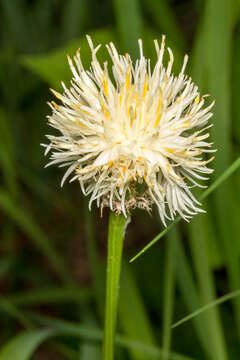 Image of Centaurea dichroantha A. Kerner