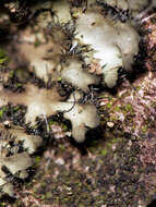 Image of hispid wreath lichen