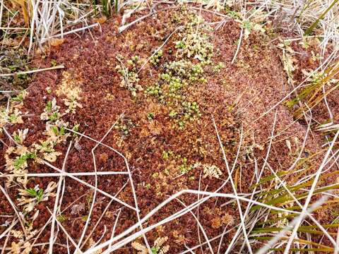 Image of Magellan's Sphagnum