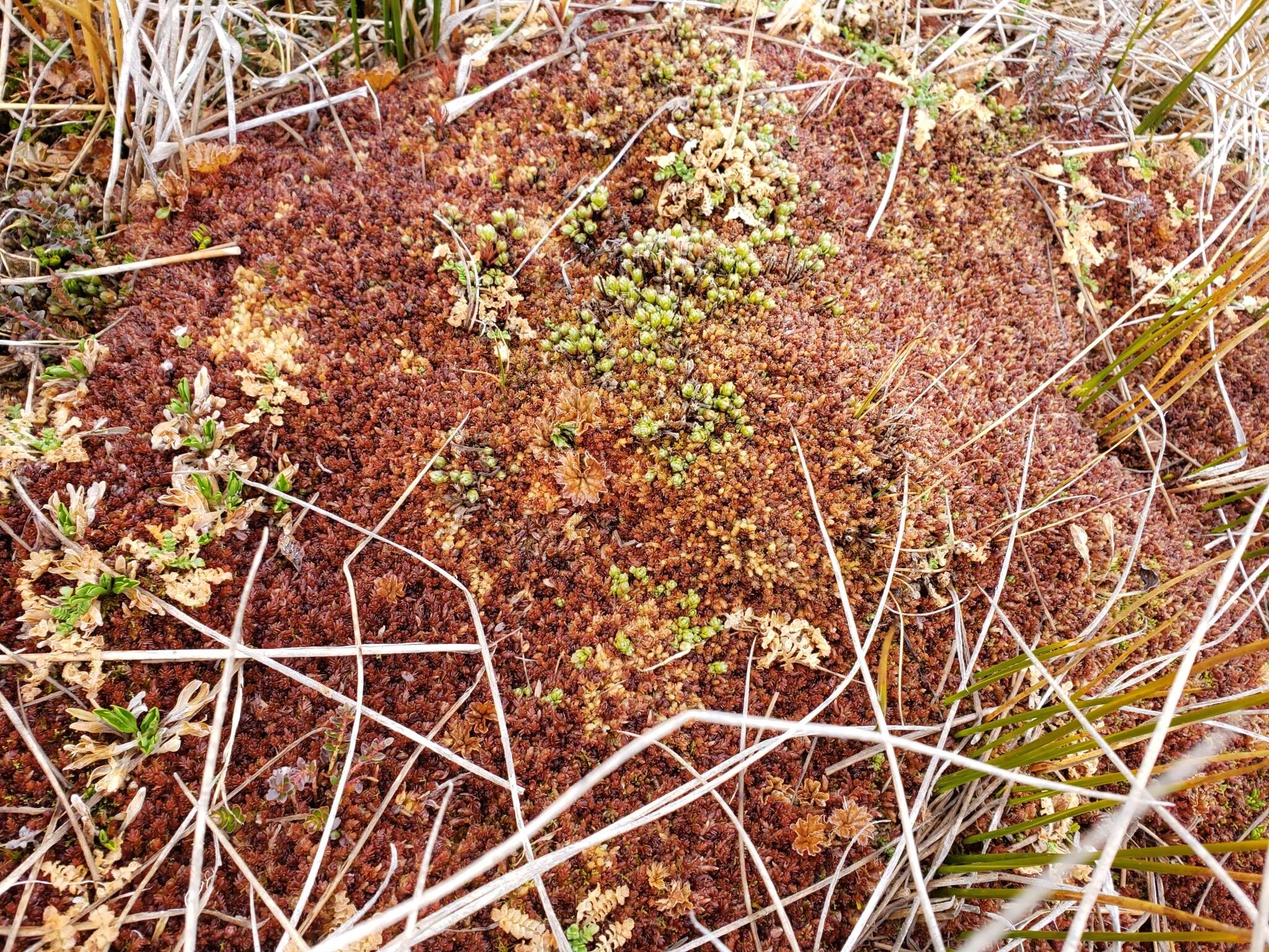 Imagem de Sphagnum magellanicum Bridel 1798