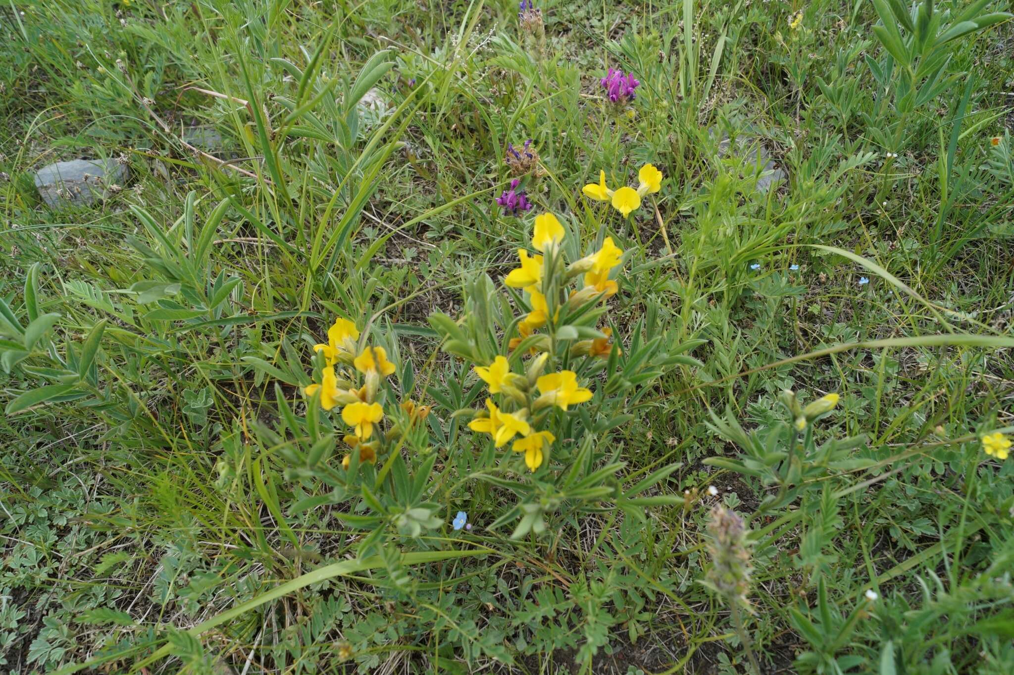 Слика од Thermopsis lanceolata R. Br.